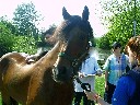 Vet-Check