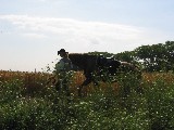 Pferd und Landschaft